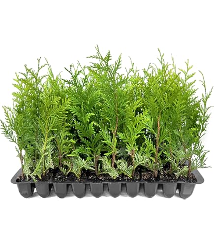 Amazon.com : Thuja Green Giant | 50 Live Trees | Thuja standishii